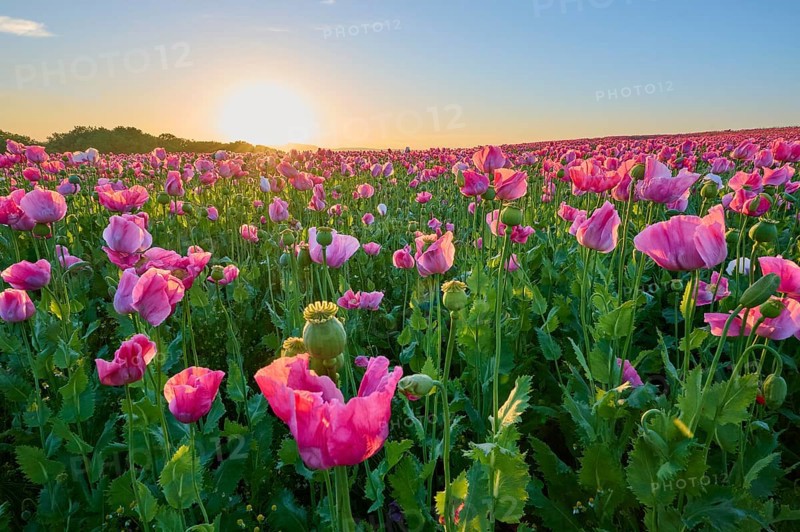 Opium poppy (Papaver somniferum), wide poppy field under a sunny sky, summer, Germerode, Geo nature park Park Frau-Holle-Land, Hoher Meissner, Hesse, Germany, Europe