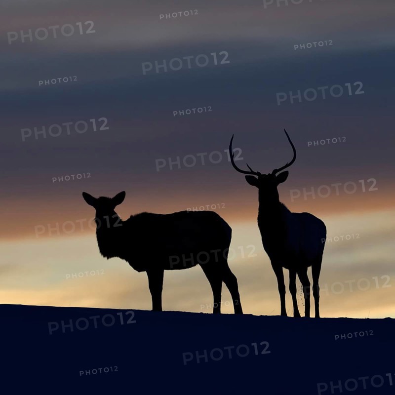 Wapitis (Cervus canadensis), North American deer, pair on a small hill, hilltop, silhouette against the evening sky after sunset, a day comes to an end, backlit photograph, Yellowstone NP, USA, Wyoming, North America, United States of America, North America