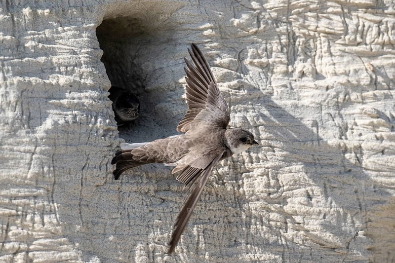 Sand martins (Riparia riparia), Emsland, Lower Saxony, Germany, Europe