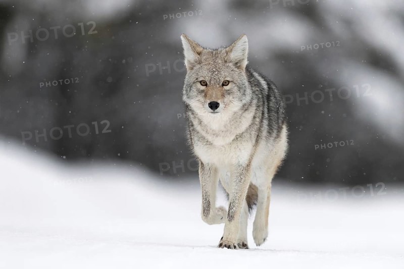 On the road... Coyote (Canis latrans) in the snow, light snowfall, wild coyote walks directly towards the camera with a bright, clear concentrated look, natural environment, deep shooting perspective at eye level, nature in Yellowstone NP, Wyoming, North America, United States of America