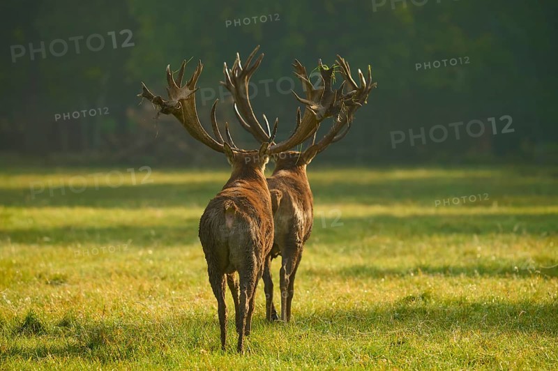 Red deer (Cervus elaphus), two stags with large antlers, during the rutting season, in a meadow, Germany, Europe