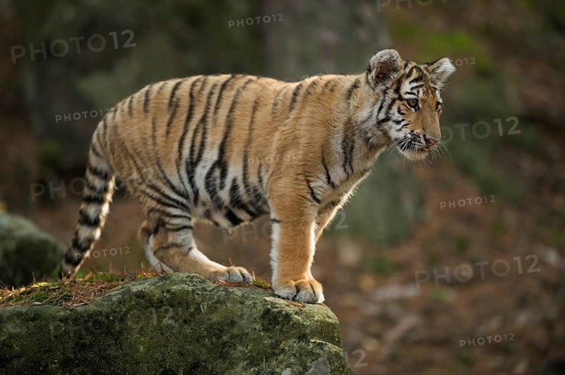 On the rock... Royal Bengal tiger (Panthera tigris tigris) also called Indian tiger or Bengal tiger, young in natural environment