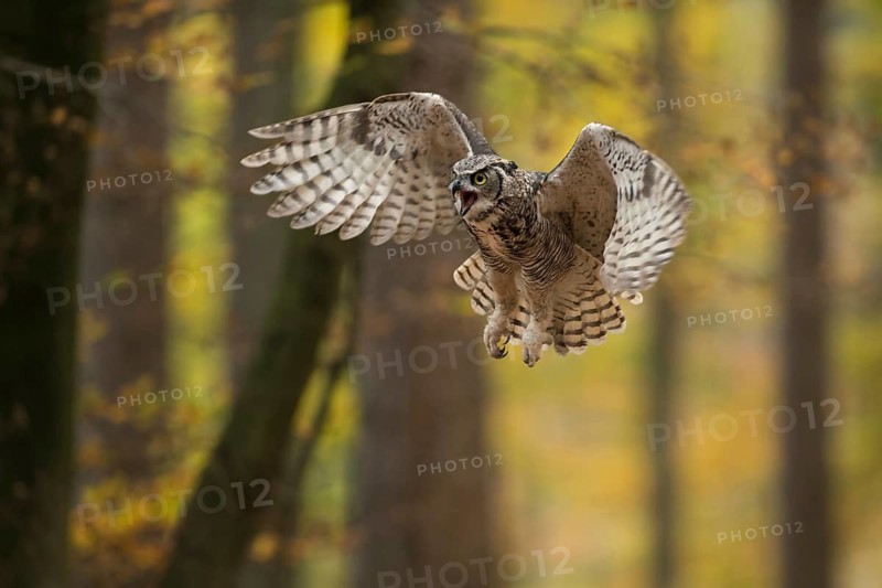 The approach... Virginia eagle owl (Bubo virginianus) in flight, popular North American owl species in golden late summer, autumn, aggressively defending its territory, threatening an intruder, a picture full of dynamics and action, North America, USA, North America
