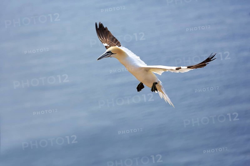 Northern gannet (Morus bassanus) on a bird cliff, flying over the sea, Helgoland Island, Schleswig-Holstein, Germany, Europe