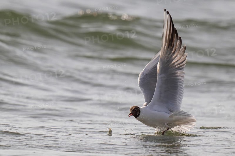 Black-headed gull (Chroicocephalus ridibundus) in summer plumage, flying above the sea surface, looking for small fish, near Hvide Sande, Ringkøbing Fjord, North Sea, Denmark, Europe