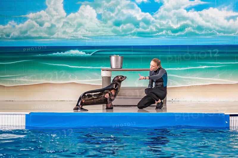 Trainer working with sea lion during show at Ocean Adventures Marine Park in Gulfport, Mississippi