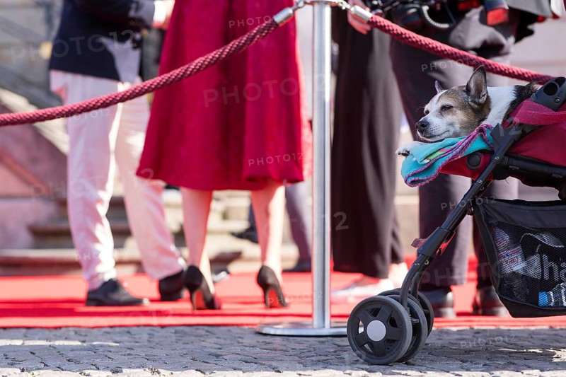 A dog looks out of a pram at the guests at the State Opera for All in Berlin on 21 June 2025