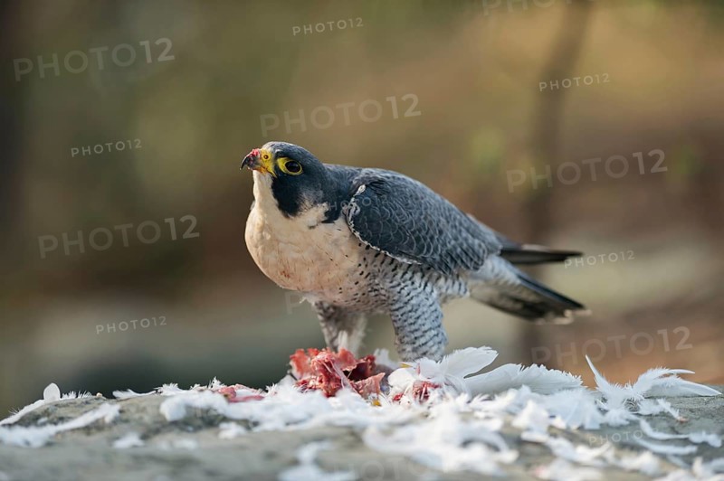 At the plucking site... Peregrine falcon (Falco peregrinus) with prey, presumably a pigeon, secured to the sky, bloodstained beak, surrounded by the plucked feathers of its victim, Lower Rhine, North Rhine-Westphalia, Germany, Western Europe, Europe