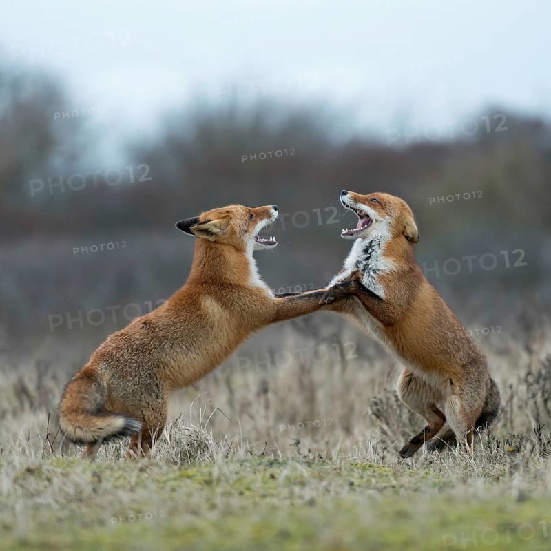 Red fox (Vulpes vulpes), foxes fighting, fight, two red foxes have come into conflict during the breeding season, argue, threaten each other, fight with each other, stand upright on their hind paws, baring their teeth, threaten, territorial behaviour during the breeding season, territorial dispute, native nature, North Holland, Netherlands, Western Europe