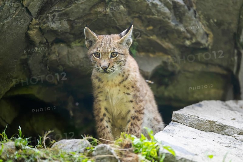 Eurasian lynx (Lynx lynx) youngster, Bavaria, Germany, Europe