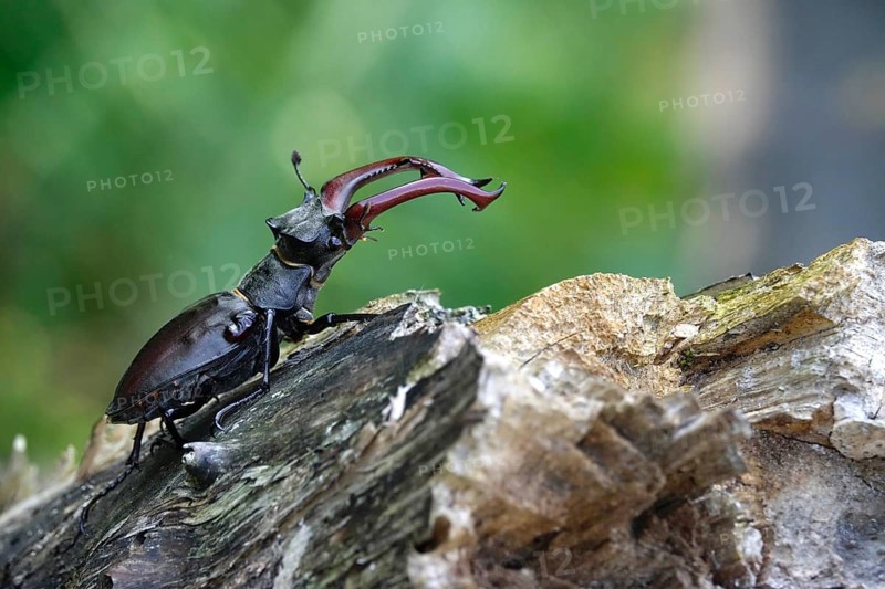 Fascinating stag beetle (Lucanus cervus), insect of the year 2012, June, Saxony, Germany, Europe