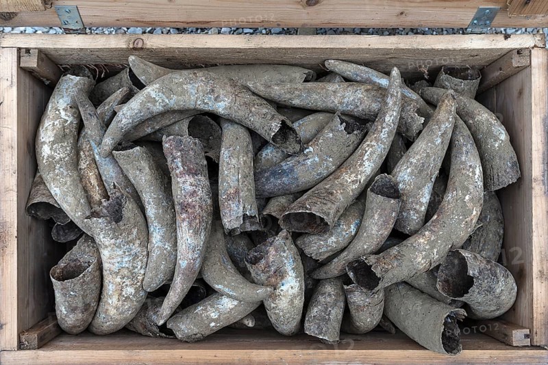 Cow horns in a wooden box, Bavaria, Germany, Europe