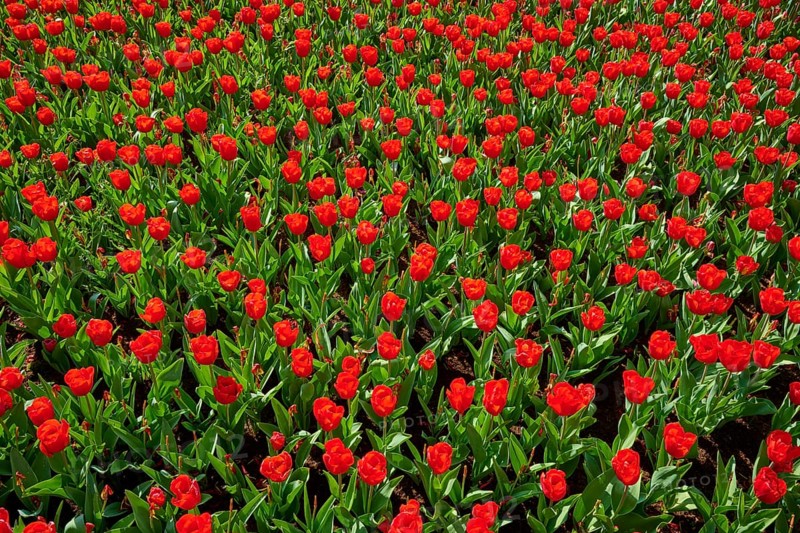 Red tulips in large numbers, densely planted and colourful, Keukenhof, Lisse, province of South Holland, Netherlands