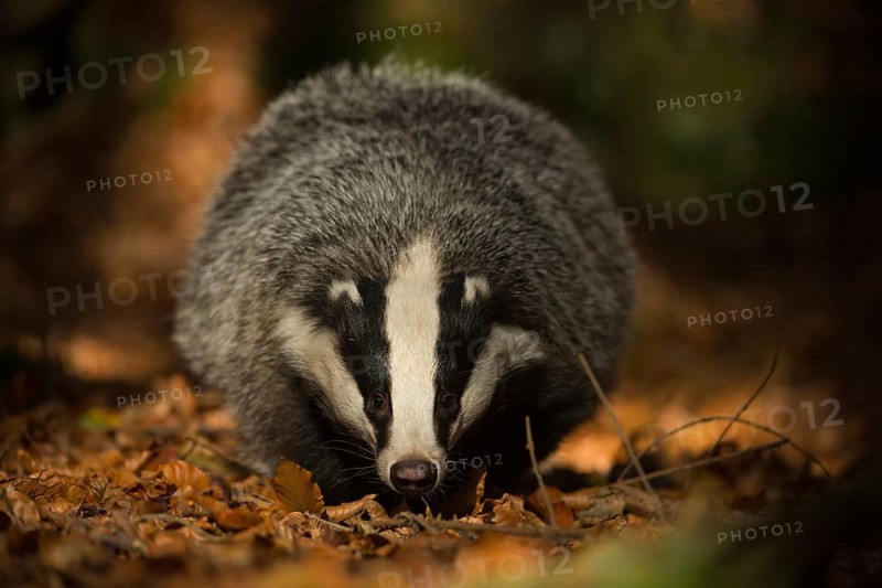 On the forest floor... European badger (Meles meles) foraging, frontal view, black and white striped facial pattern, funny animal pictures, North Rhine-Westphalia, Germany, Western Europe, Europe