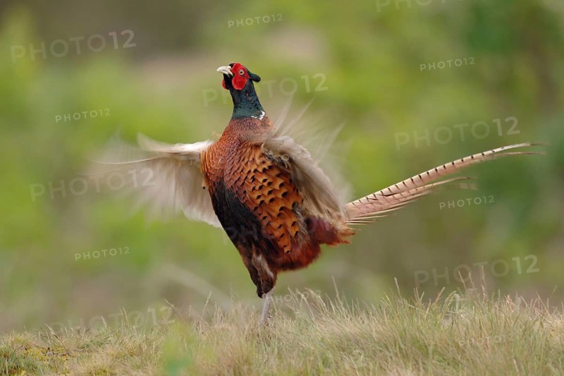 Courtship... Hunting pheasant (Phasianus colchicus), male, pheasant cock, standing erect on a small hill, flapping its wings wildly, serves to demarcate territory, claim territory and for courtship, Lower Rhine, Rhine district of Neuss, North Rhine-Westphalia, Germany, Western Europe, Europe