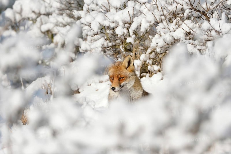 Hidden between bushes... Red fox (Vulpes vulpes) in the high snow, a winter fairy tale, native nature, Germany, Western Europe, Europe