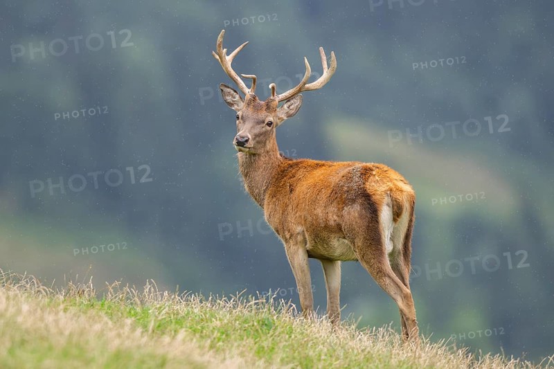 Red deer (Cervus elaphus) stag on a meadow in tirol, Kitzbühel, Wildpark Aurach, Austria, Europe