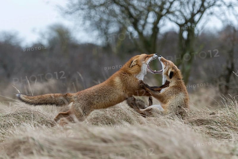 Demonstration of power... Red fox (Vulpes vulpes), two foxes fighting, one fox is clearly superior to the other, red foxes threaten each other during the breeding season in front of they fight seriously, wide open mouth and facing each other are typical threatening behaviour, territorial behaviour during the breeding season, territorial dispute, native nature, North Holland, Netherlands, Western Europe