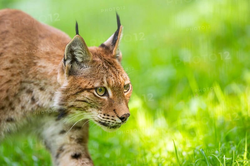 Eurasian lynx (Lynx lynx), portrait, Austria, Europe