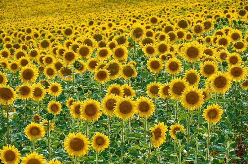 A wide field full of blooming sunflowers on a sunny day, summer, Thüngen, Main Spessart district, Bavaria, Germany, Europe