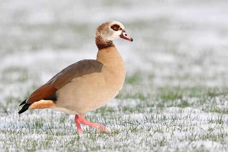 Nile goose (Alopochen aegyptiacus) in winter, wild goose walking across a field in freshly fallen snow, pretty side view showing all typical identification features, Nile geese are very conspicuous, robust wild geese, whose original home is in Africa, today also widespread here all year round, Lower Rhine, North Rhine-Westphalia, Germany, Western Europe, Europe