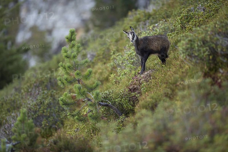 Alpine flora... Chamois (Rupicapra rupicapra), young chamois, young fawn, chamois fawn standing on a mountain slope in the midst of high alpine vegetation, very natural picture, natural environment, series animal children, late summer in the mountains, native nature, Alps, High Alps, Bernese Oberland, Switzerland, Western Europe, Europe
