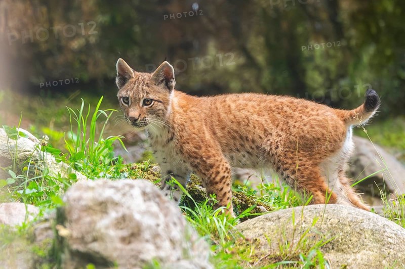 Eurasian lynx (Lynx lynx) youngster on a rock, Austria, Europe
