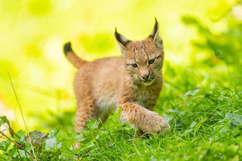 Eurasian lynx (Lynx lynx) youngster on a meadow, Bavaria, Germany, Europe