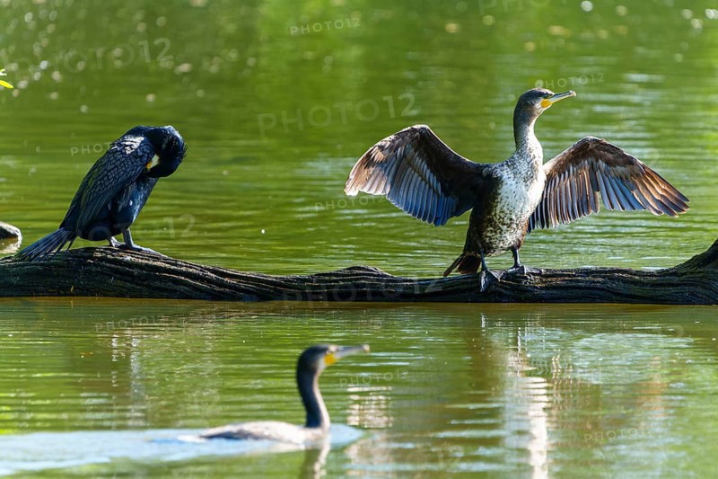 Two cormorants on a tree trunk by the water, one preens itself, the other spreads its wings, Cormorant, (Phalacrocorax carbo), wildlife, France, Europe