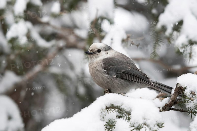Tit Jay (Perisoreus canadensis) in winter during snowfall in a tree, also known in America as Canada Jay or Whiskey Jack, typical, characteristic bird of the coniferous forests of North America, belongs like all jays to the raven family, with its atypically short beak more reminiscent of a titmouse, nature in Yellowstone NP, Wyoming, North America, United States of America, USA, North America