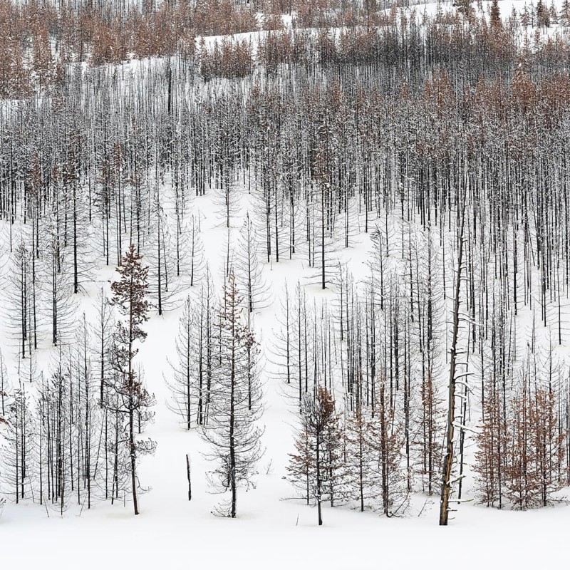 Deadwood... Forest dieback in Yellowstone National Park after fierce forest fires, forest fire, USA, view over a vast, largely dead forest, coniferous forest in winter with snow, snow, United States of America, nature in Yellowstone NP, Wyoming, North America