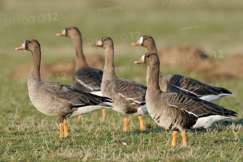 Tense... Greater White-fronted Geese (Anser albifrons), wild geese, small flock in a Hab' Acht position with potential danger, shortly in front of flying up, Bislicher Insel, Wesel district, Lower Rhine, North Rhine-Westphalia, Germany, Western Europe, Europe
