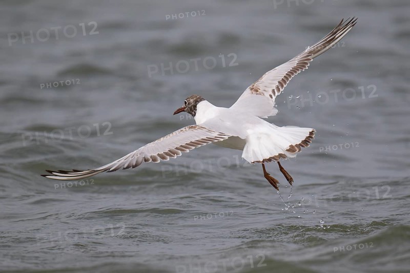 One-year-old Black-headed Black-headed Gull (Chroicocephalus ridibundus) in summer plumage, in flight above the sea surface, looking for small fish, near Hvide Sande, Ringkøbing Fjord, North Sea, Denmark, Europe