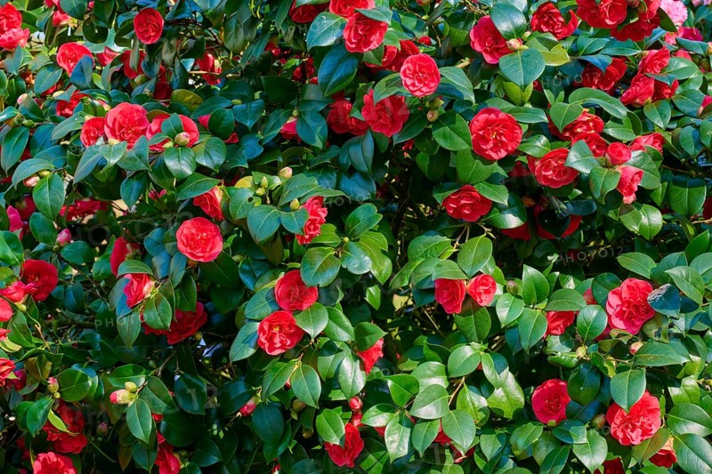 Dense camellia plant with numerous red flowers and green leaves, Keukenhof, Lisse, province of South Holland, Netherlands
