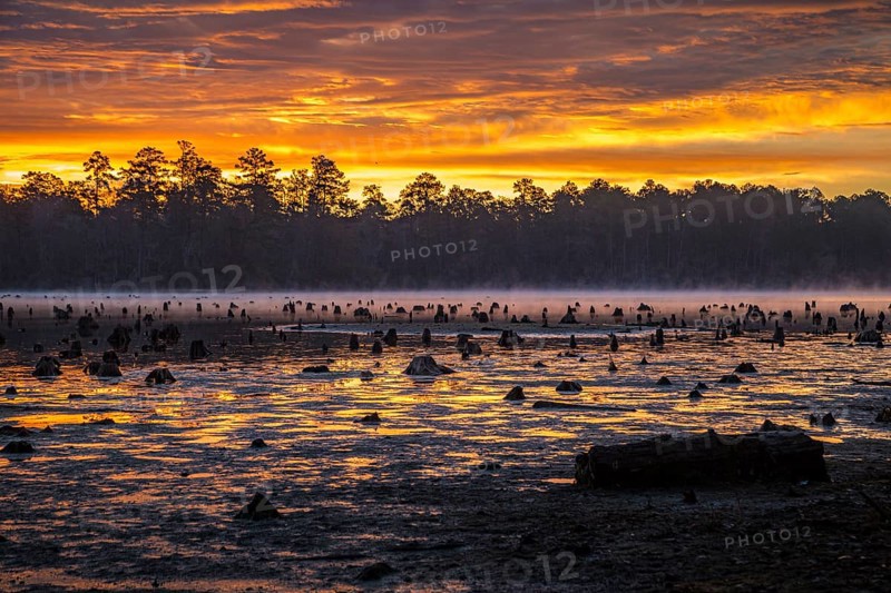Stumps protrude from low water in Geiger Lake at sunrise in Paul B. Johnson State Park near Hattiesburg, Mississippi, USA, North America