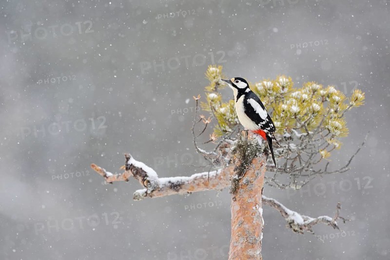 In the snow flurries... Great spotted woodpecker (Dendrocopos major), female sitting on the top of a pine tree during snowfall in winter, looking out, wildlife, nature in southern Sweden, Sweden, Scandinavia, Northern Europe, Europe