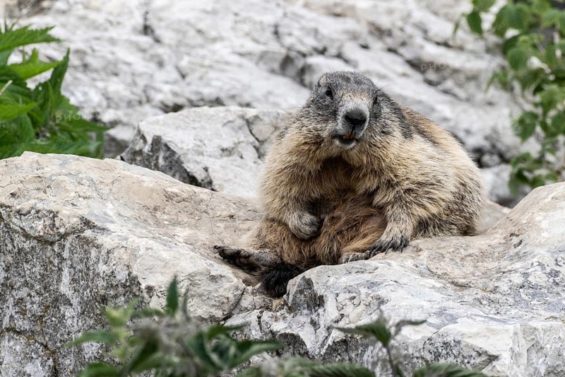 Marmot (Marmota marmota), Monte Baldo, Italy, Europe