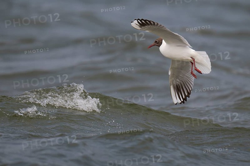 Black-headed gull (Chroicocephalus ridibundus) in summer plumage, flying above the sea surface, looking for small fish, near Hvide Sande, Ringkøbing Fjord, North Sea, Denmark, Europe