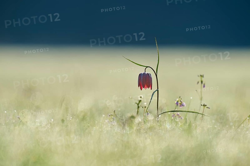 Snake's Head Fritillary or lapwing (Fritillaria meleagris), flower stands on a dewy meadow at dawn, spring, Jossa, Sinntal, Spessart, Hesse, Germany, Europe