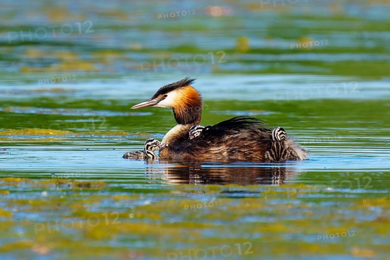 A great crested grebe with chicks on its back swimming in green water, Great crested grebe, (Podiceps Scalloped ribbonfish), with chicks, wildlife, Germany, Europe
