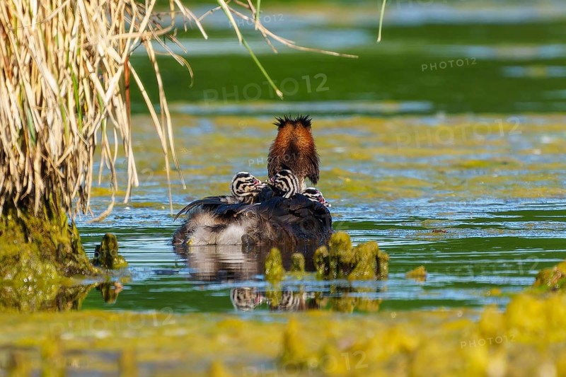 A bird with offspring in the water, surrounded by reeds, the surroundings radiate peace and nature, Great Crested Grebe, (Podiceps Scalloped ribbonfish), with chicks, wildlife, Germany, Europe
