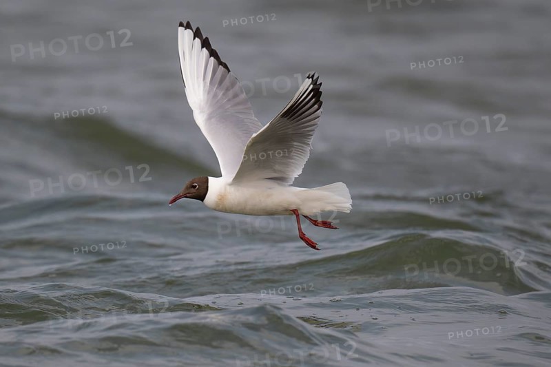 Black-headed gull (Chroicocephalus ridibundus) in summer plumage, flying above the sea surface, looking for small fish, near Hvide Sande, Ringkøbing Fjord, North Sea, Denmark, Europe