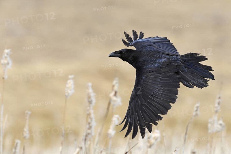 In flight... Raven (Corvus corax), Europe's largest raven flies over dry reeds, particularly beautiful light view, detailed shot of the blue-black shimmering plumage structures, fine light, harmonious colours, native nature, Mecklenburg-Western Pomerania, Germany, Western Europe, Europe