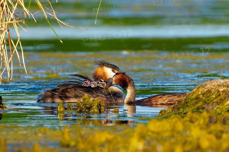 Great Crested Grebe, (Podiceps Scalloped ribbonfish), with chicks, wildlife, Germany, Europe