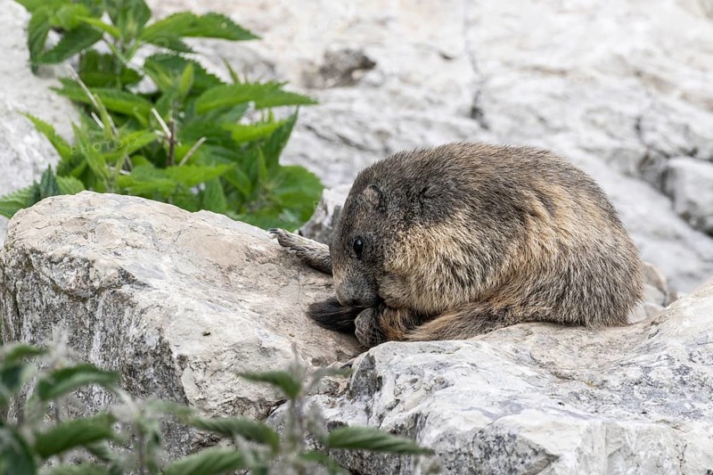 Marmot (Marmota marmota), Monte Baldo, Italy, Europe