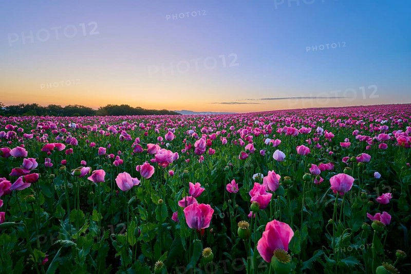 Opium poppy (Papaver somniferum), in the light of sunrise under a clear sky, summer, Germerode, Geo nature park Park Frau-Holle-Land, Hoher Meissner, Hesse, Germany, Europe