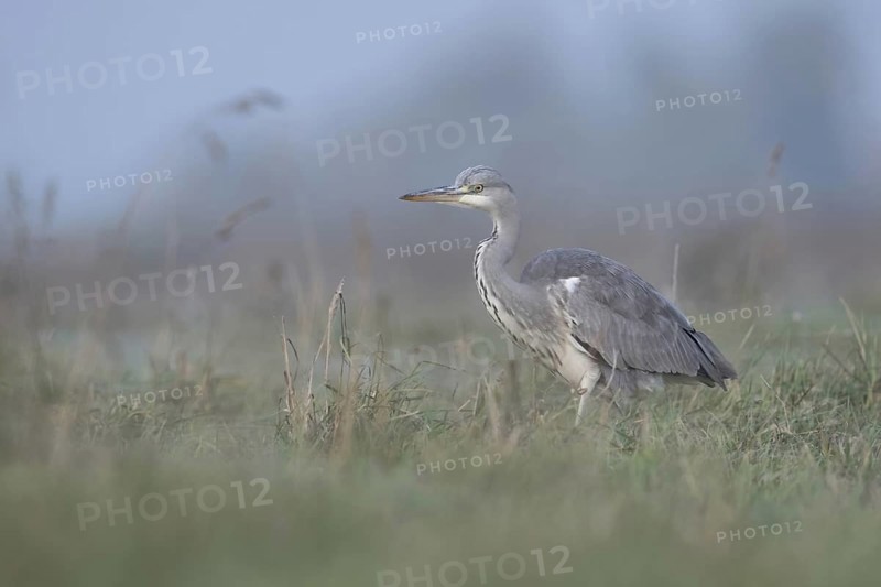 Grey heron (Ardea cinerea) hunting through a high, wet meadow, typical habitat, gentle, soft colours, clear light, native nature, Bislicher Insel, Wesel district, Lower Rhine, North Rhine-Westphalia, Germany, Western Europe, Europe