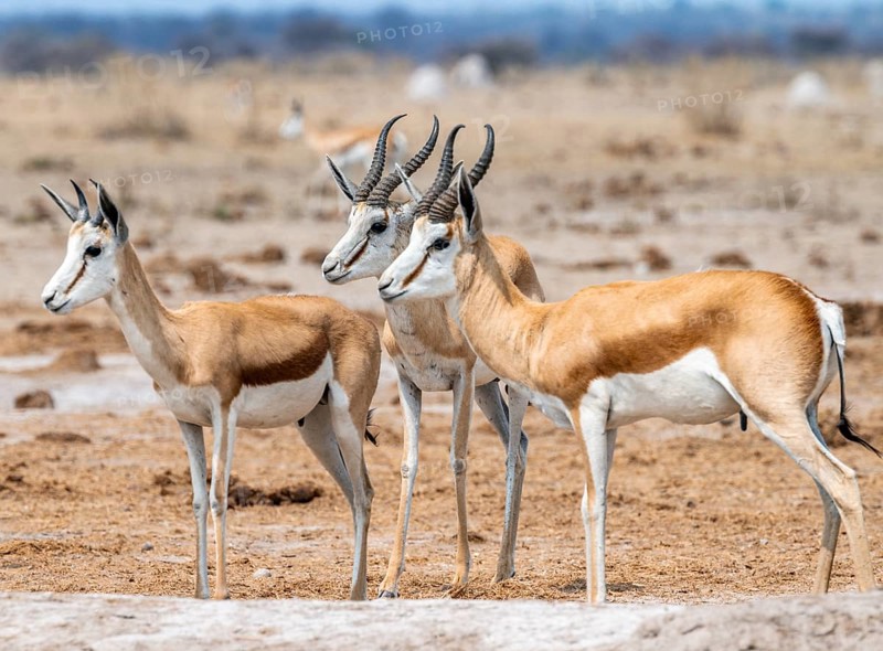 Springbok (Antidorcas marsupialis), three springboks at a waterhole, Nxai Pan National Park, Botswana, Africa