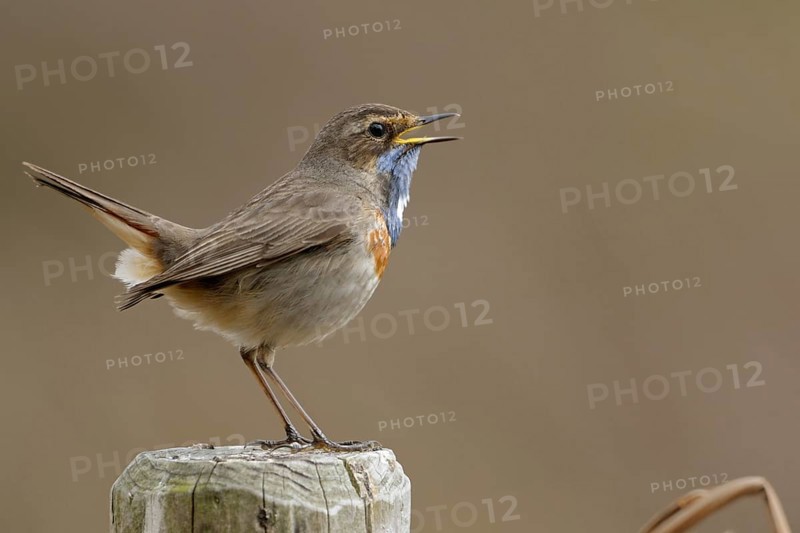 Gifted singer... Bluethroat (Luscinia svecica), rare native, particularly beautiful songbird, ground-nesting bird, tied to wet, open landscapes such as moors, suffers from habitat loss, migratory bird, early returnee, Lower Rhine, North Rhine-Westphalia, Germany, Europe