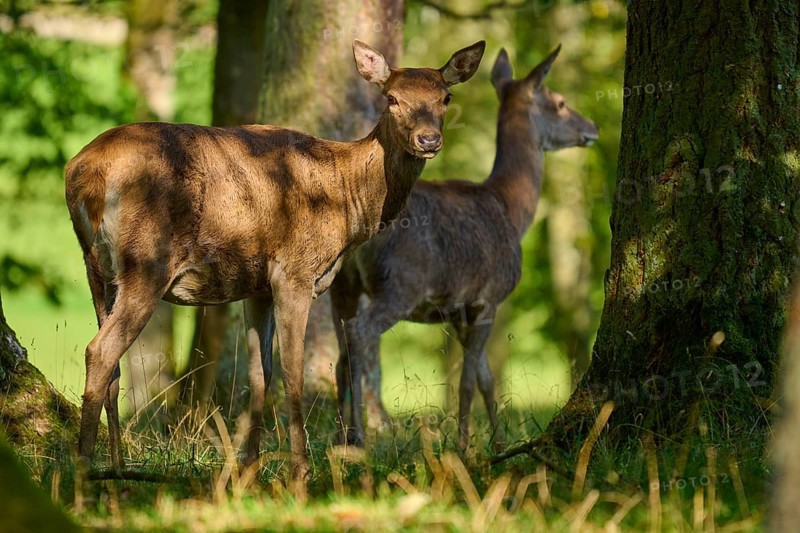Red deer (Cervus elaphus), two hinds standing in the shade of large trees in a quiet forest, Germany, Europe